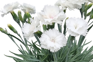 purity thumb.png